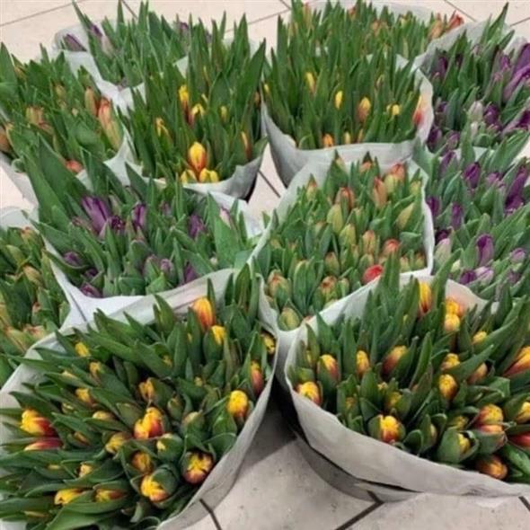 Tulipaner