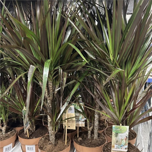 Dracaena